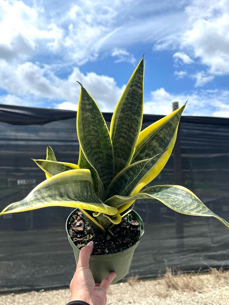sansevieria-trifasciata-futura-superba-snake-plant-mother-in-law-s-tongue-bowstring-hemp