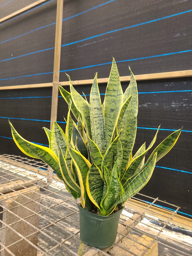sansevieria-trifasciata-futura-superba-snake-plant-mother-in-law-s-tongue-bowstring-hemp