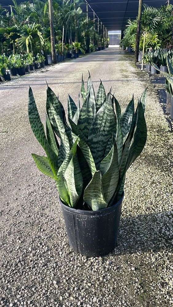 sansevieria-trifasciata-futura-superba-snake-plant-mother-in-law-s-tongue-bowstring-hemp