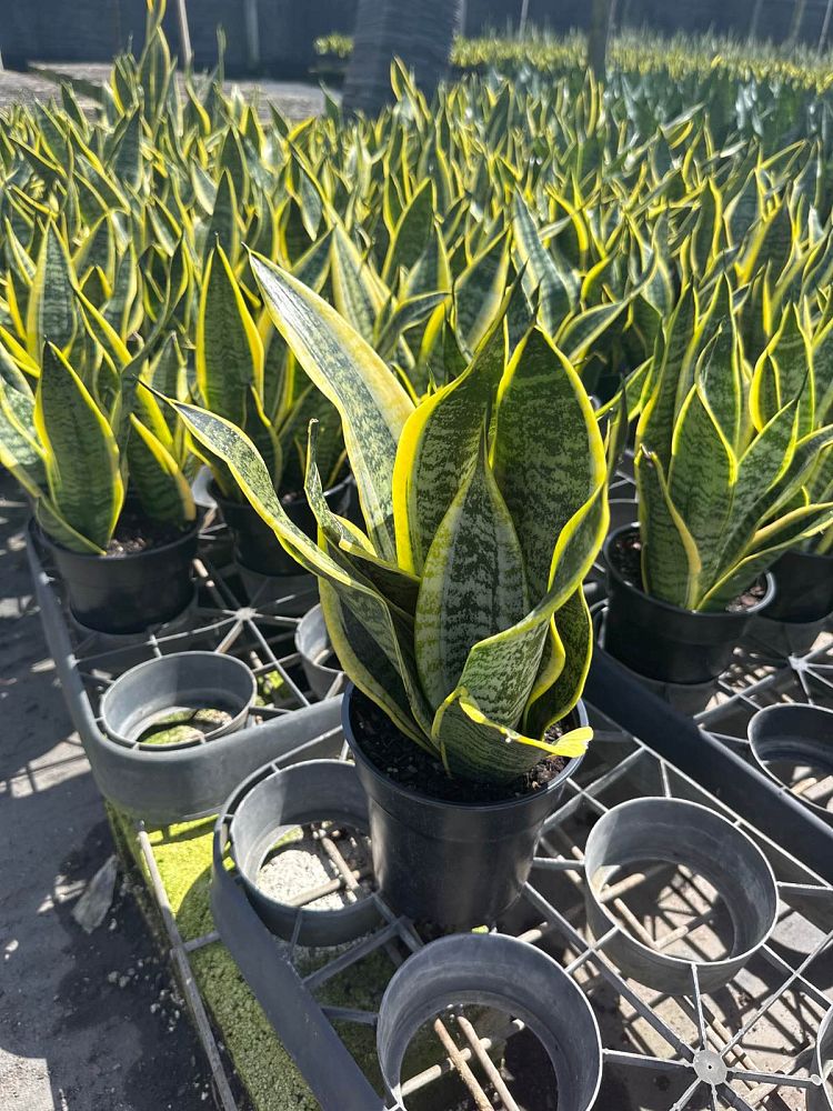 sansevieria-trifasciata-futura-superba-snake-plant-mother-in-law-s-tongue-bowstring-hemp