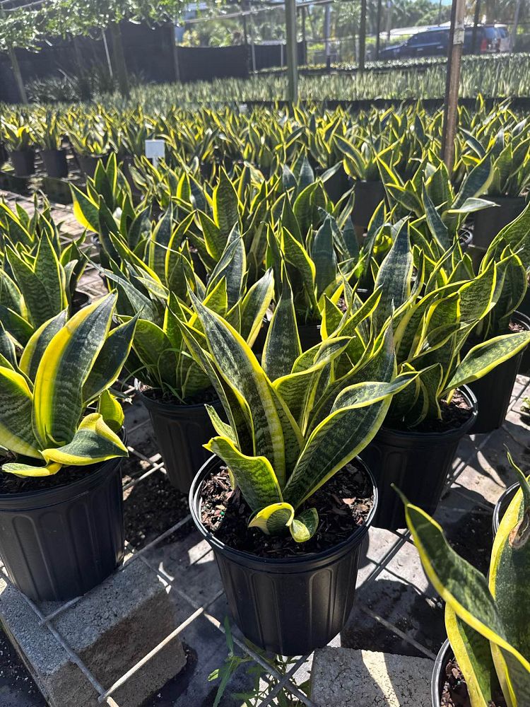 sansevieria-trifasciata-futura-superba-snake-plant-mother-in-law-s-tongue-bowstring-hemp