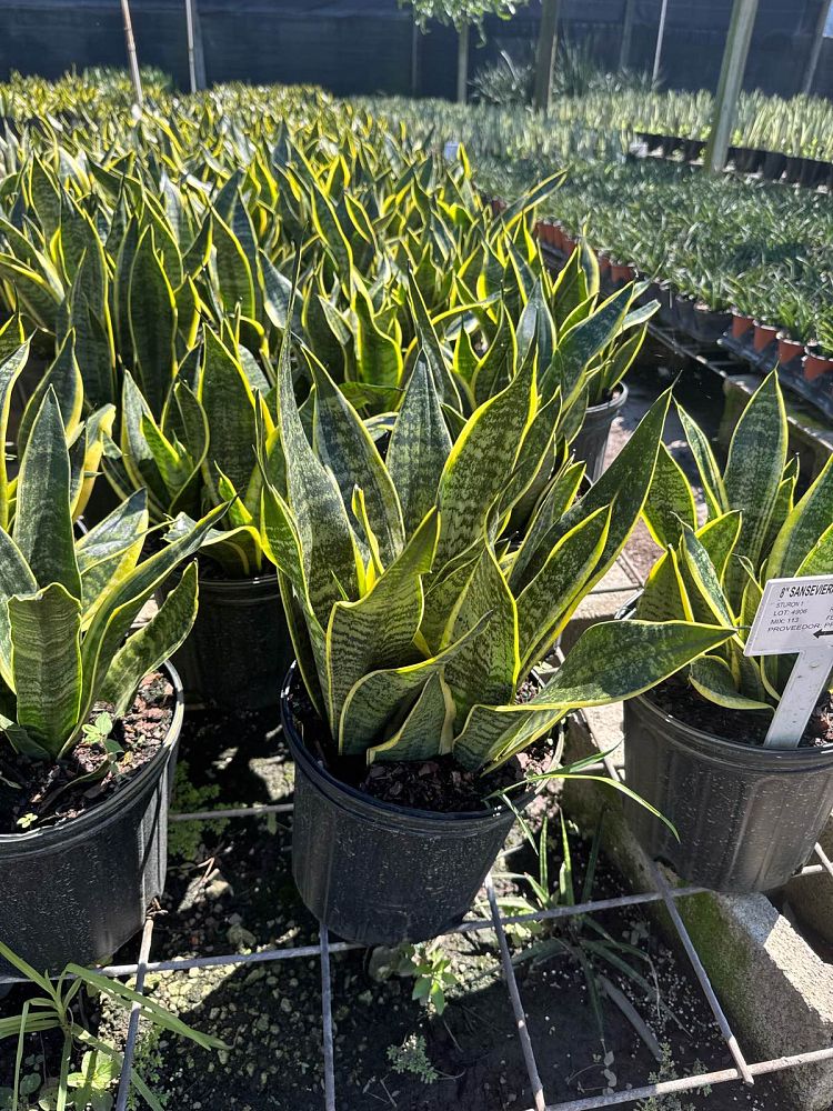 sansevieria-trifasciata-futura-superba-snake-plant-mother-in-law-s-tongue-bowstring-hemp