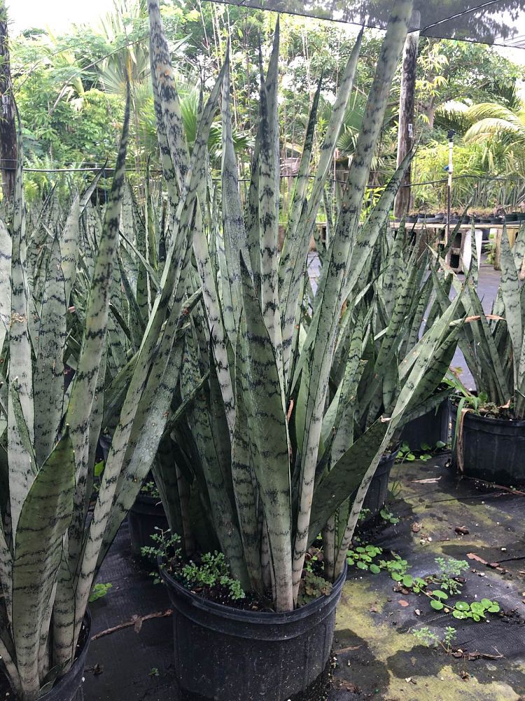 sansevieria-trifasciata-gray-lady-snake-plant-mother-in-law-s-tongue-bowstring-hemp