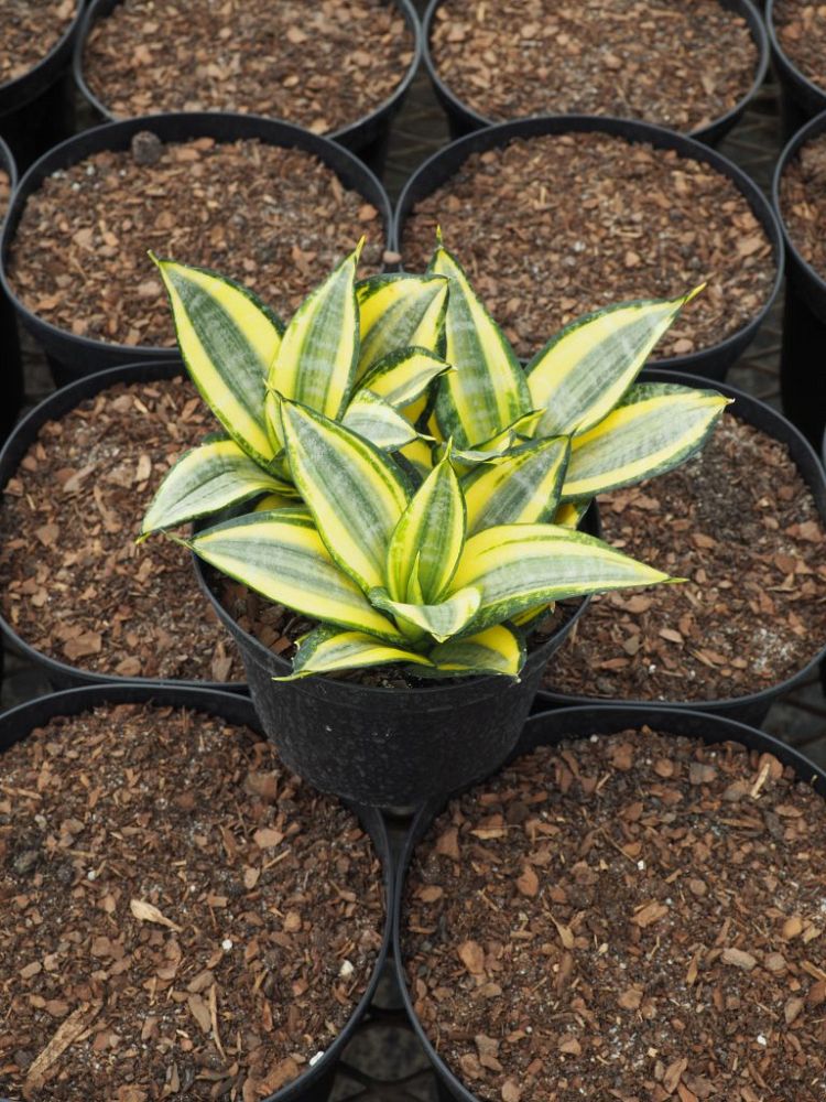 sansevieria-trifasciata-hahnii-golden-snake-plant-mother-in-law-s-tongue-bowstring-hemp