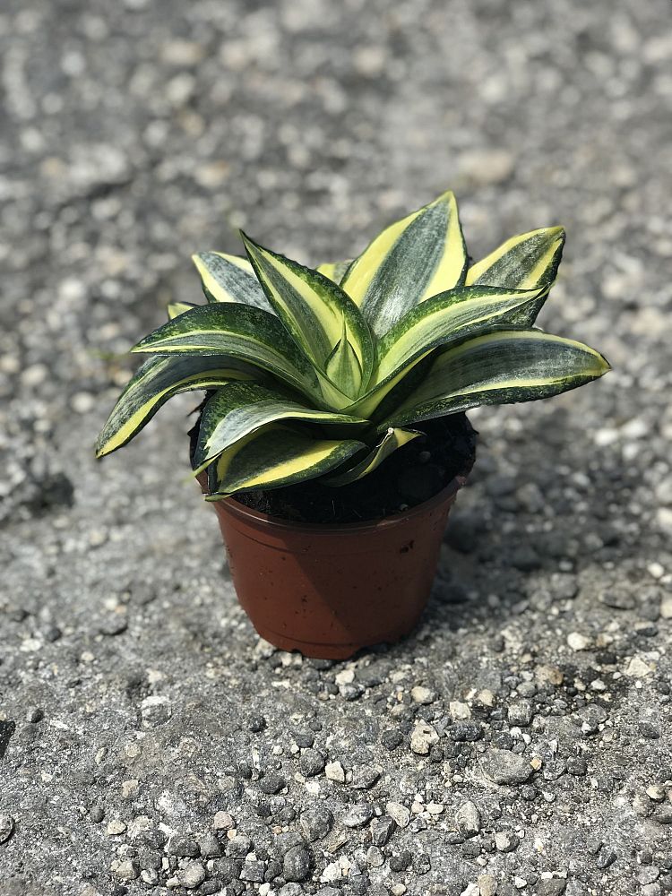 sansevieria-trifasciata-hahnii-golden-snake-plant-mother-in-law-s-tongue-bowstring-hemp