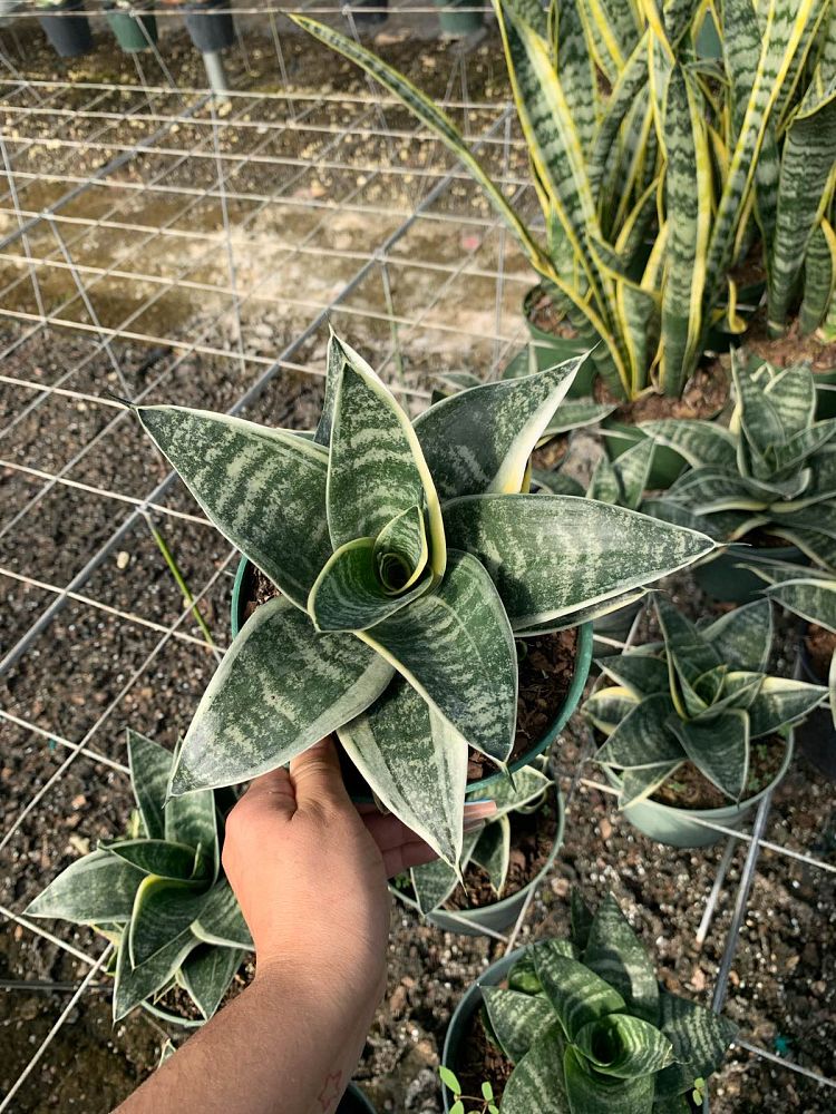 sansevieria-trifasciata-hahnii-golden-snake-plant-mother-in-law-s-tongue-bowstring-hemp