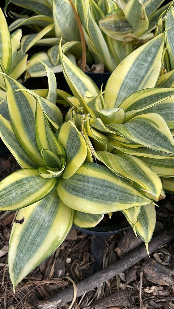 sansevieria-trifasciata-hahnii-golden-snake-plant-mother-in-law-s-tongue-bowstring-hemp