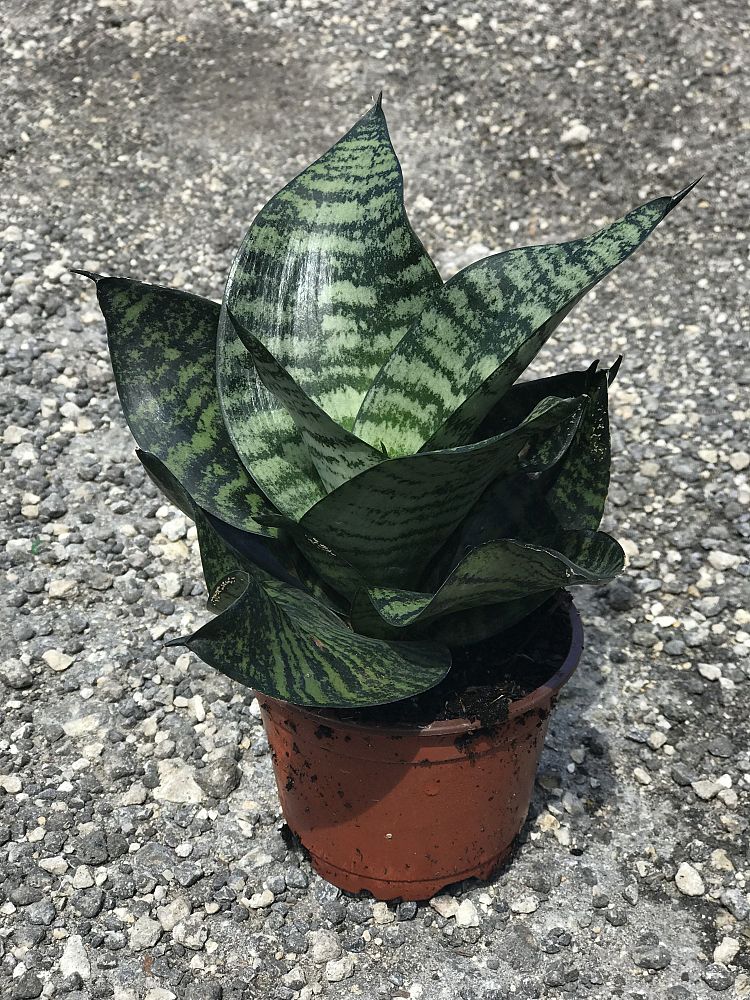 sansevieria-trifasciata-hahnii-green-snake-plant-mother-in-law-s-tongue-bowstring-hemp