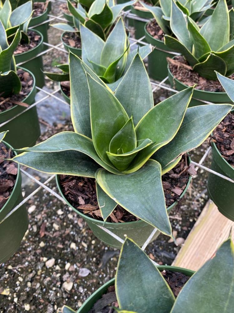 sansevieria-trifasciata-hahnii-jade-snake-plant-mother-in-law-s-tongue-bowstring-hemp