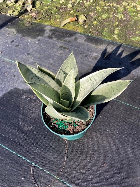 sansevieria-trifasciata-hahnii-night-owl-snake-plant-mother-in-law-s-tongue-bowstring-hemp