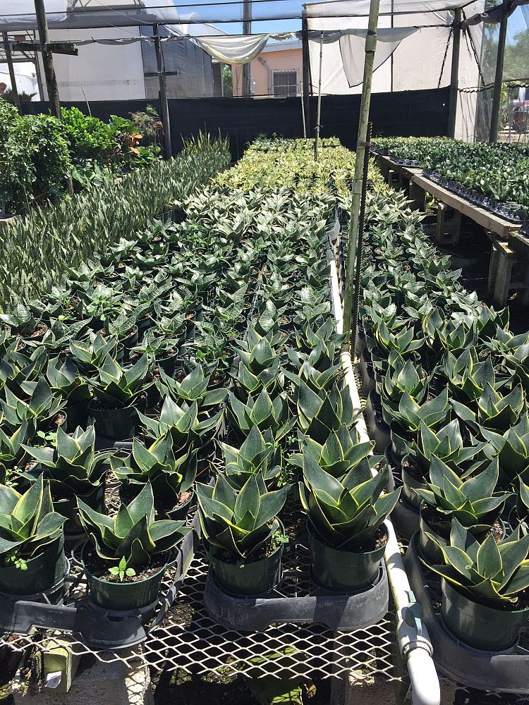 sansevieria-trifasciata-hahnii-snake-plant-mother-in-law-s-tongue-bowstring-hemp-bird-s-nest