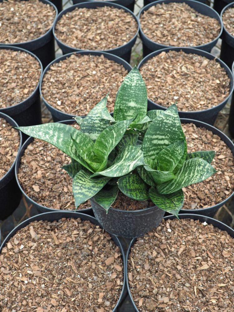 sansevieria-trifasciata-hahnii-snake-plant-mother-in-law-s-tongue-bowstring-hemp-bird-s-nest