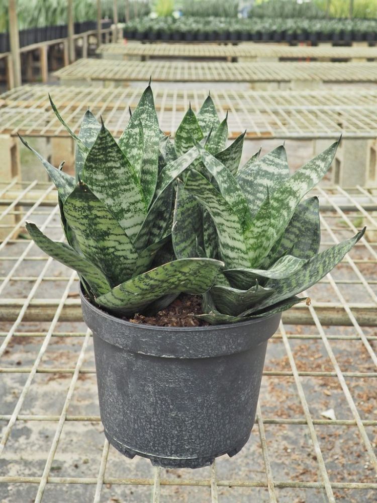sansevieria-trifasciata-hahnii-snake-plant-mother-in-law-s-tongue-bowstring-hemp-bird-s-nest