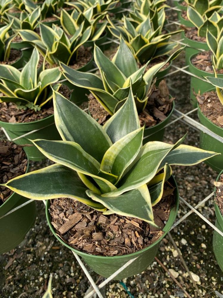sansevieria-trifasciata-hahnii-snake-plant-mother-in-law-s-tongue-bowstring-hemp-bird-s-nest