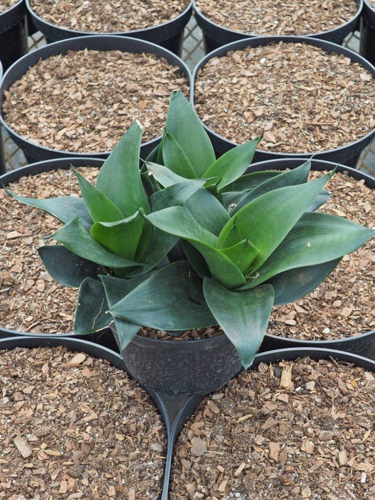 sansevieria-trifasciata-jade-dwarf-snake-plant-mother-in-law-s-tongue-bowstring-hemp