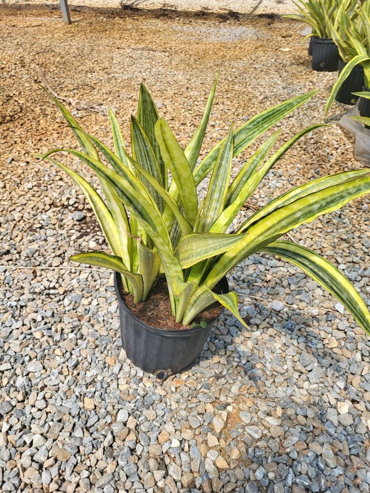 sansevieria-trifasciata-lauren-snake-plant-mother-in-law-s-tongue-bowstring-hemp