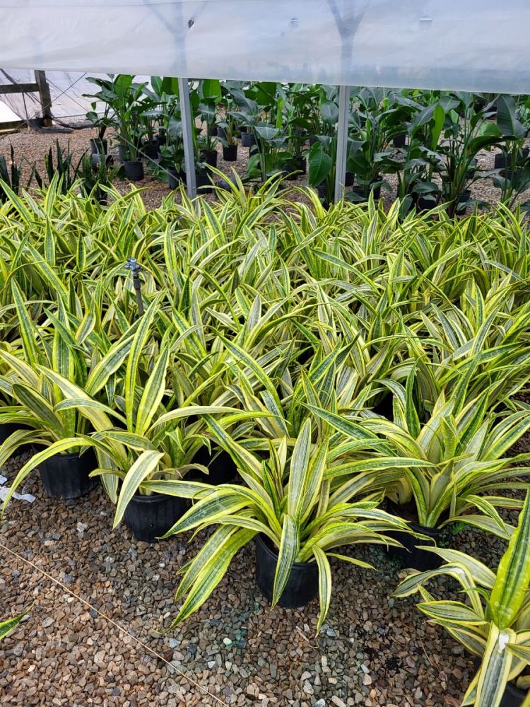 sansevieria-trifasciata-lauren-snake-plant-mother-in-law-s-tongue-bowstring-hemp