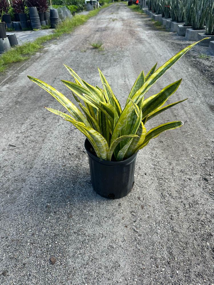 sansevieria-trifasciata-lauren-snake-plant-mother-in-law-s-tongue-bowstring-hemp
