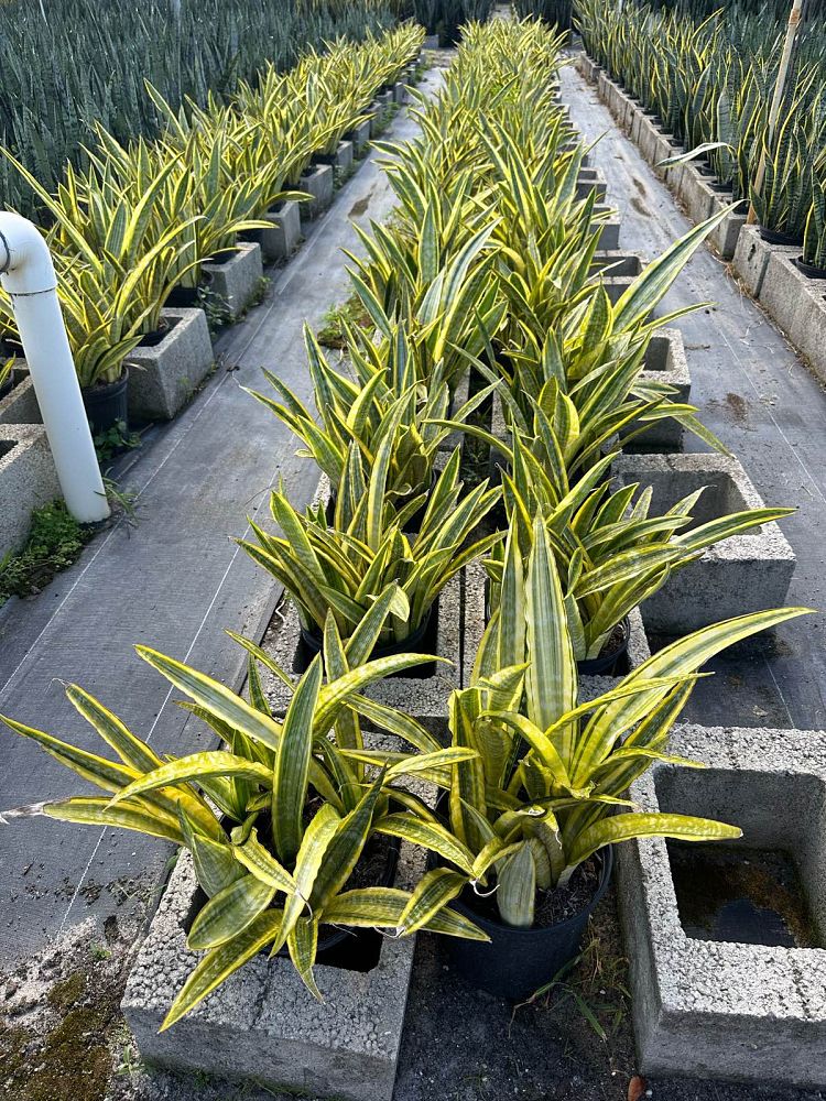 sansevieria-trifasciata-lauren-snake-plant-mother-in-law-s-tongue-bowstring-hemp
