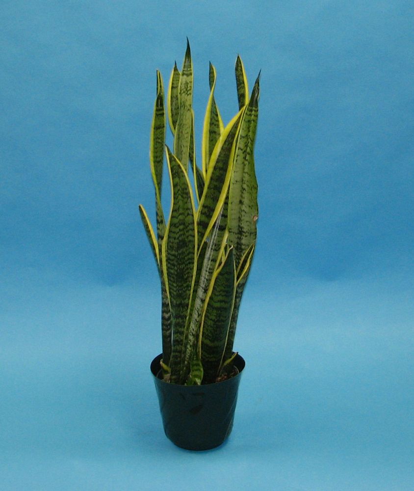 sansevieria-trifasciata-laurentii-snake-plant-mother-in-law-s-tongue-bowstring-hemp