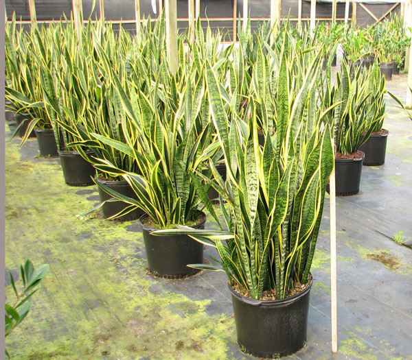 sansevieria-trifasciata-laurentii-snake-plant-mother-in-law-s-tongue-bowstring-hemp