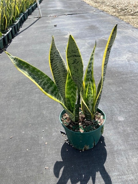 sansevieria-trifasciata-laurentii-snake-plant-mother-in-law-s-tongue-bowstring-hemp