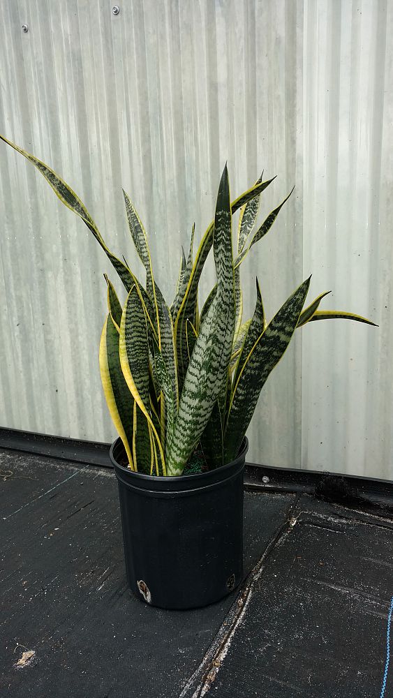 sansevieria-trifasciata-laurentii-snake-plant-mother-in-law-s-tongue-bowstring-hemp