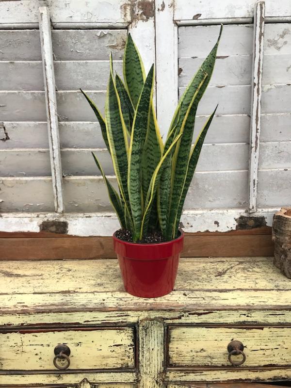 sansevieria-trifasciata-laurentii-snake-plant-mother-in-law-s-tongue-bowstring-hemp