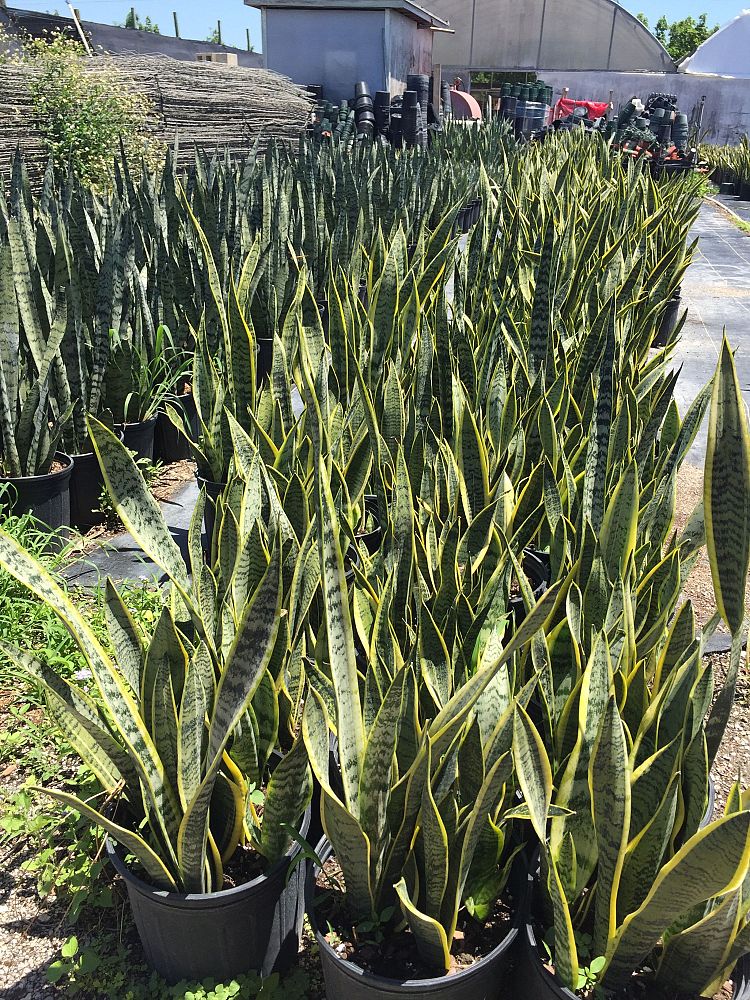 sansevieria-trifasciata-laurentii-snake-plant-mother-in-law-s-tongue-bowstring-hemp
