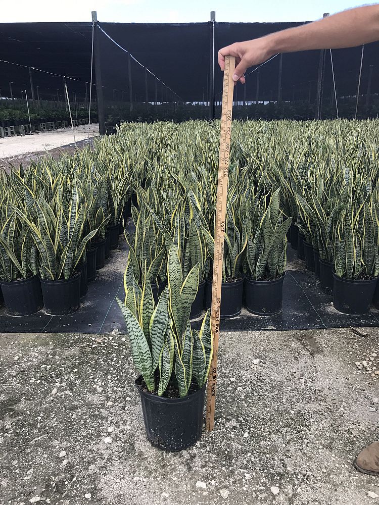 sansevieria-trifasciata-laurentii-snake-plant-mother-in-law-s-tongue-bowstring-hemp