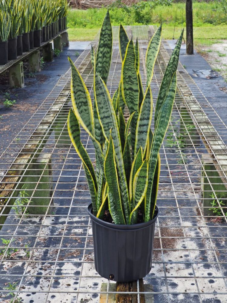 sansevieria-trifasciata-laurentii-snake-plant-mother-in-law-s-tongue-bowstring-hemp