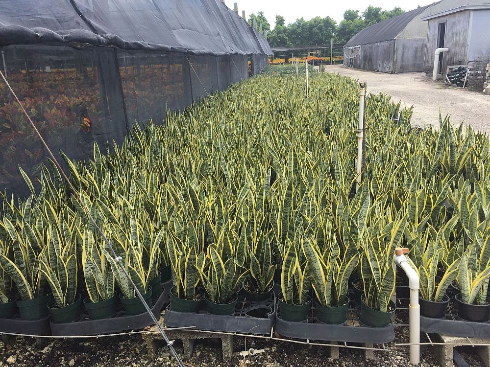 sansevieria-trifasciata-laurentii-snake-plant-mother-in-law-s-tongue-bowstring-hemp