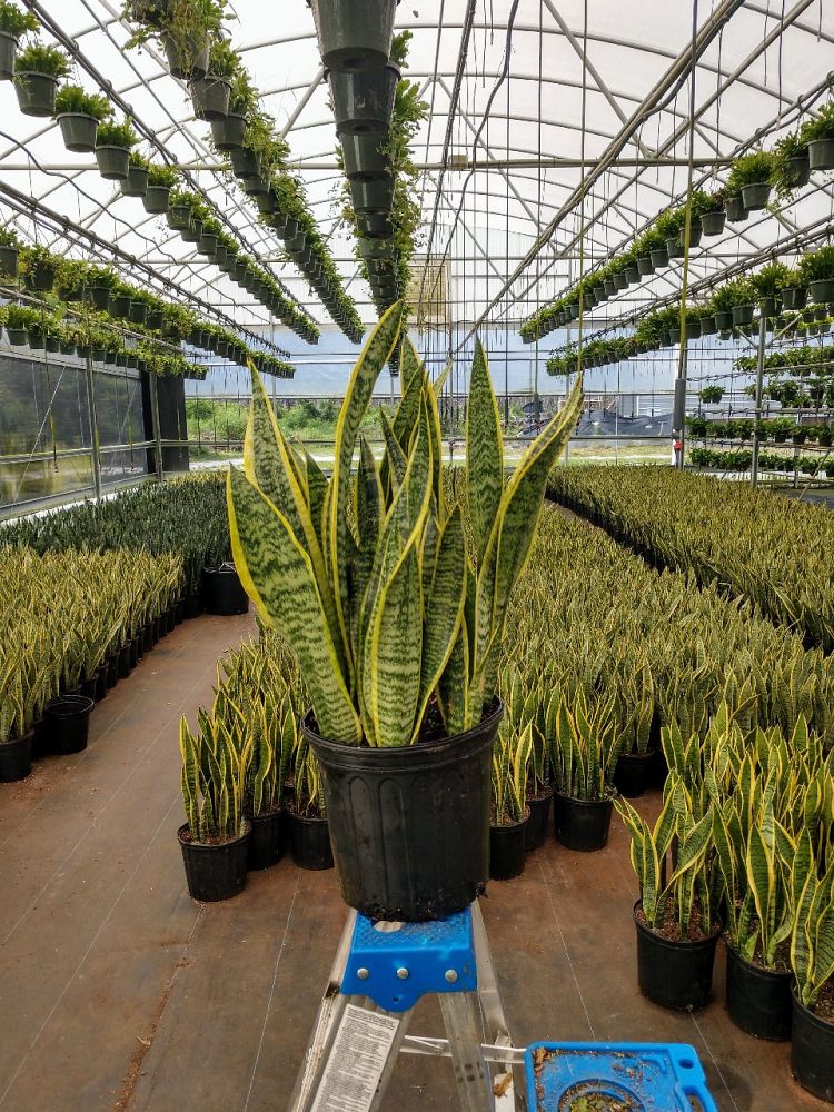 sansevieria-trifasciata-laurentii-snake-plant-mother-in-law-s-tongue-bowstring-hemp