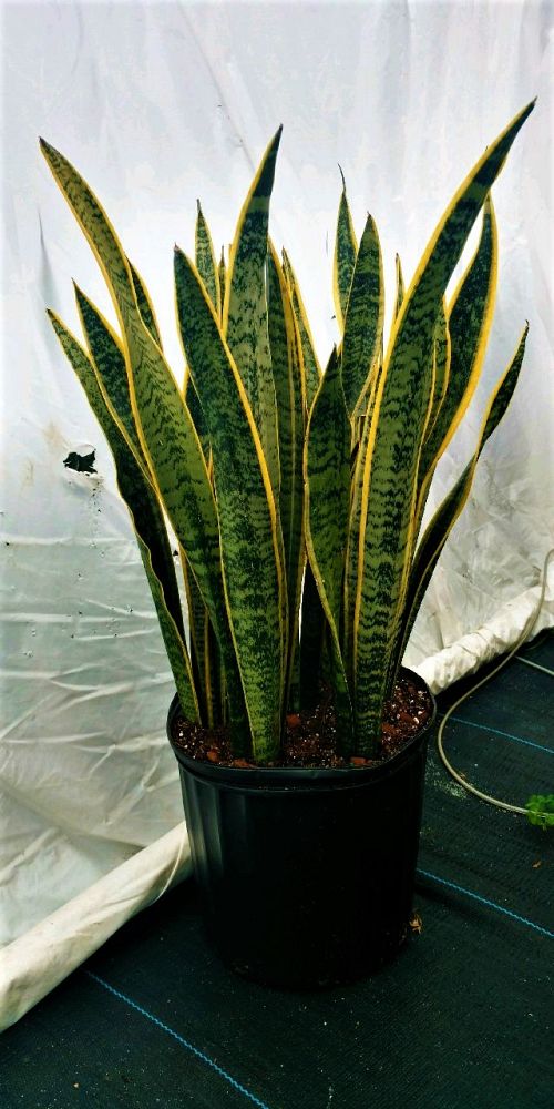 sansevieria-trifasciata-laurentii-snake-plant-mother-in-law-s-tongue-bowstring-hemp
