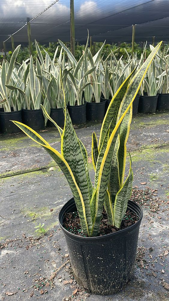 sansevieria-trifasciata-laurentii-snake-plant-mother-in-law-s-tongue-bowstring-hemp