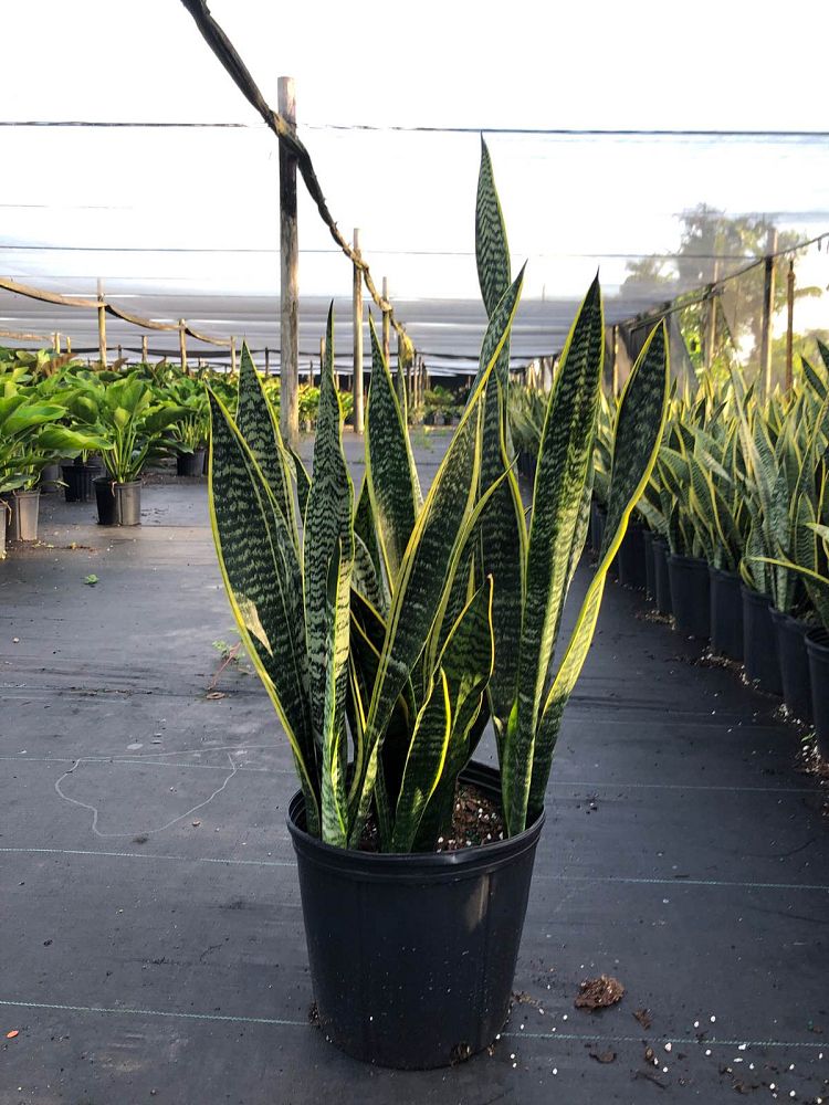 sansevieria-trifasciata-laurentii-snake-plant-mother-in-law-s-tongue-bowstring-hemp