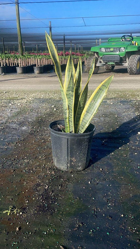 sansevieria-trifasciata-laurentii-snake-plant-mother-in-law-s-tongue-bowstring-hemp