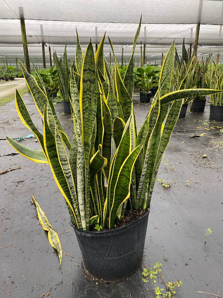 sansevieria-trifasciata-laurentii-snake-plant-mother-in-law-s-tongue-bowstring-hemp