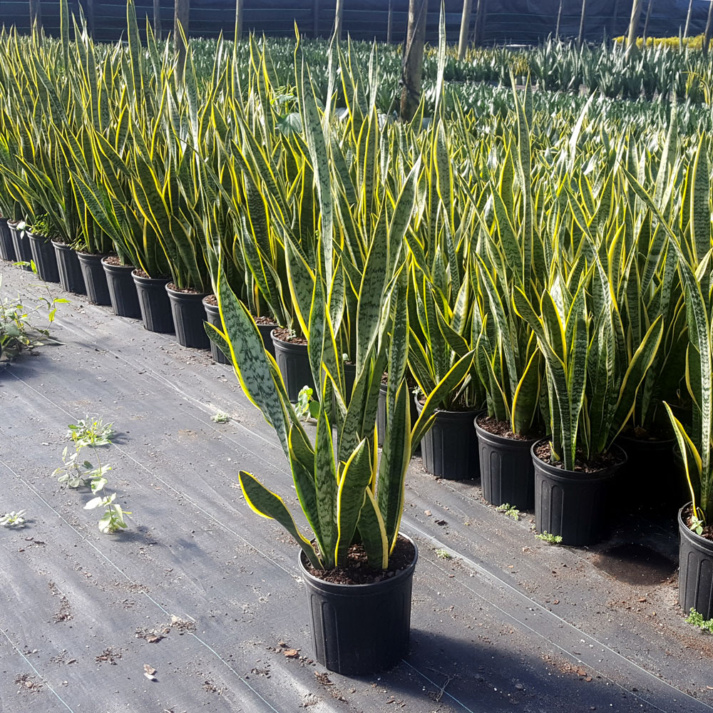 sansevieria-trifasciata-laurentii-snake-plant-mother-in-law-s-tongue-bowstring-hemp