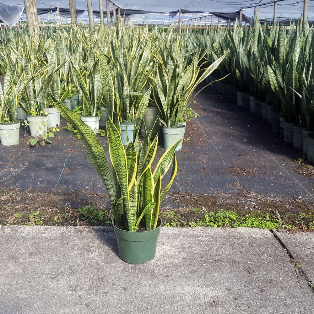 sansevieria-trifasciata-laurentii-snake-plant-mother-in-law-s-tongue-bowstring-hemp