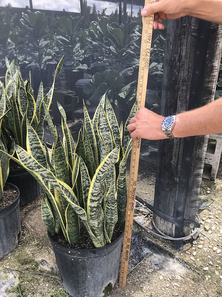 sansevieria-trifasciata-laurentii-snake-plant-mother-in-law-s-tongue-bowstring-hemp