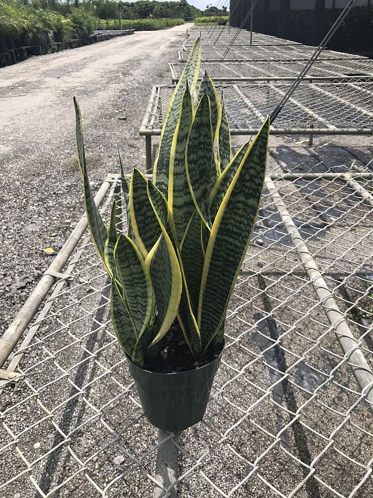 sansevieria-trifasciata-laurentii-snake-plant-mother-in-law-s-tongue-bowstring-hemp