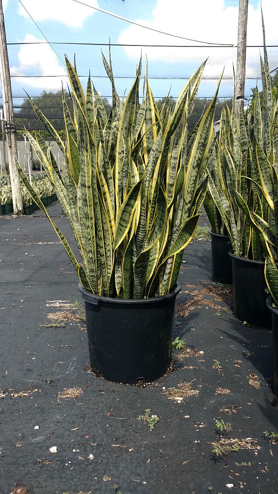 sansevieria-trifasciata-laurentii-snake-plant-mother-in-law-s-tongue-bowstring-hemp