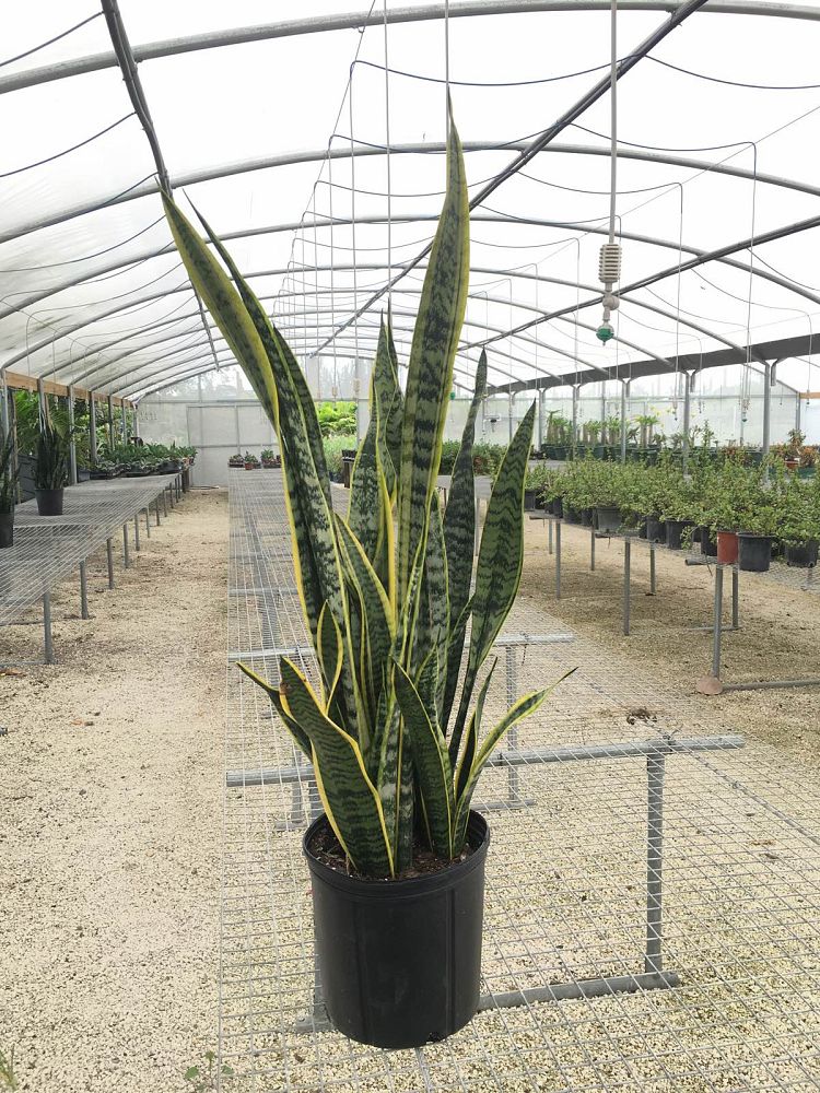 sansevieria-trifasciata-laurentii-snake-plant-mother-in-law-s-tongue-bowstring-hemp