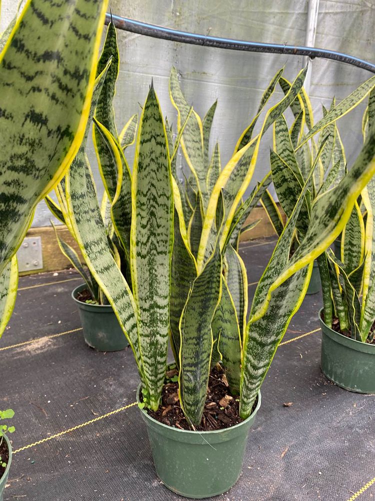 sansevieria-trifasciata-laurentii-snake-plant-mother-in-law-s-tongue-bowstring-hemp