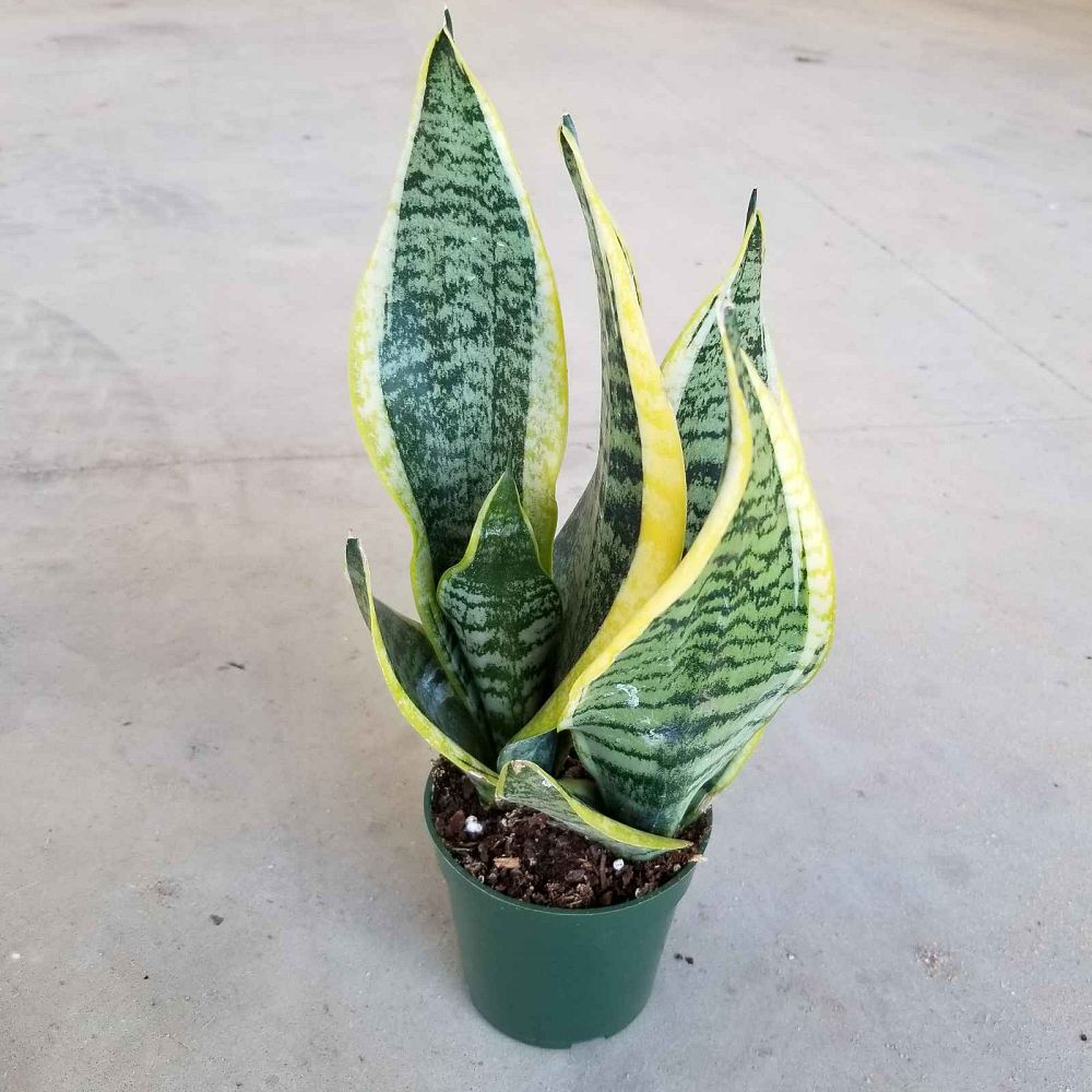 sansevieria-trifasciata-laurentii-snake-plant-mother-in-law-s-tongue-bowstring-hemp