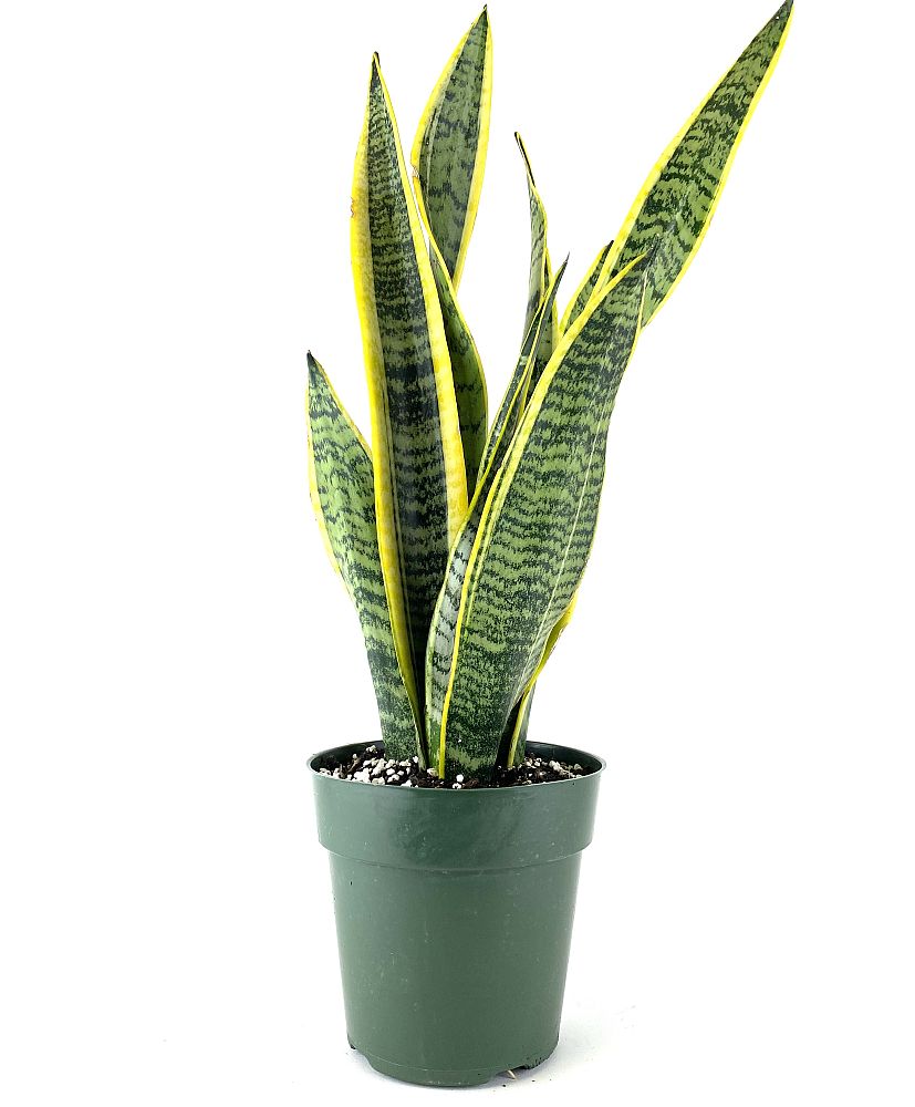 sansevieria-trifasciata-laurentii-snake-plant-mother-in-law-s-tongue-bowstring-hemp