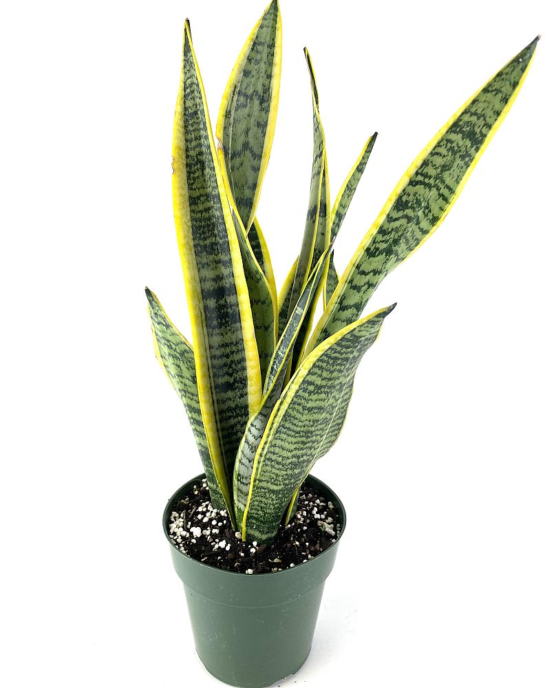 sansevieria-trifasciata-laurentii-snake-plant-mother-in-law-s-tongue-bowstring-hemp