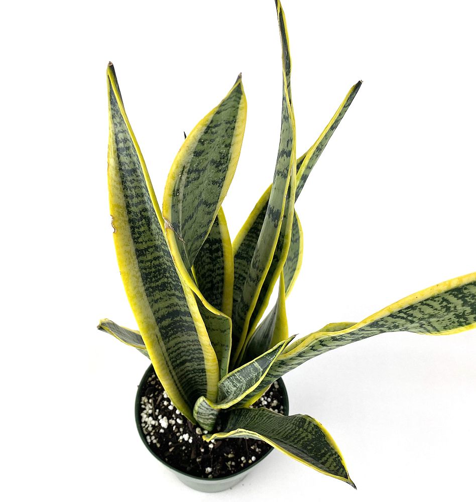 sansevieria-trifasciata-laurentii-snake-plant-mother-in-law-s-tongue-bowstring-hemp