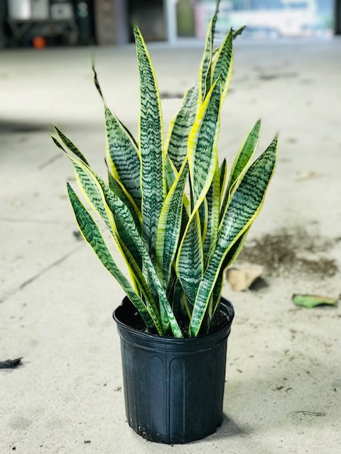 sansevieria-trifasciata-laurentii-snake-plant-mother-in-law-s-tongue-bowstring-hemp